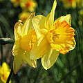 Daffodils