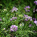 Wildflowers