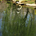 Willow Reflection 2