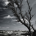 Beach Tree