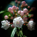 Mountain Laurel Bloom